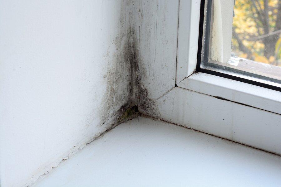 Mold On Window