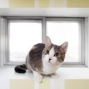 Thumbnail post Egress Windows: Absolutely Everything You Will Ever Need to Know