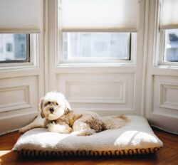 Thumbnail post Windows Styles Compared: Awning and Casement vs. Slider and Hung